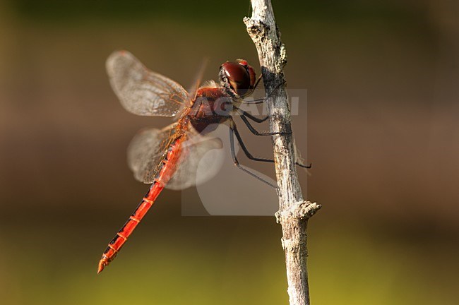 Mannetje Macrodiplax cora, Male Cora's Pennant stock-image by Agami/Wil Leurs,