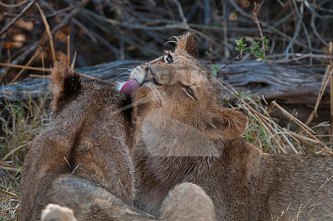Two wet young lions, Panthera leo, groom each other after crossing a river. Okavango Delta, Botswana. stock-image by Agami/Sergio Pitamitz,