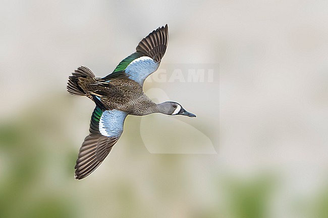 Adult male
Riverside Co., CA
January 2022 stock-image by Agami/Brian E Small,