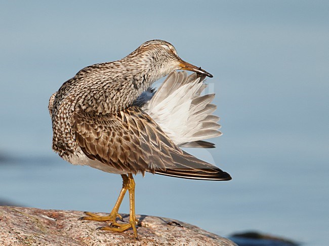 Poetsende Gestreepte strandloper, Pectoral Sandpiper preening stock-image by Agami/Markus Varesvuo,