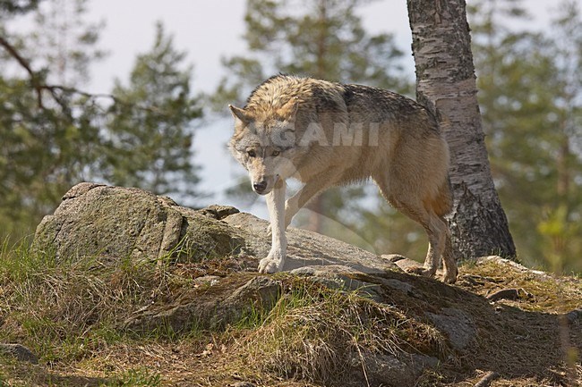Wolf in Fins bos; Grey Wolf in Finnish forest stock-image by Agami/Jari Peltomäki,