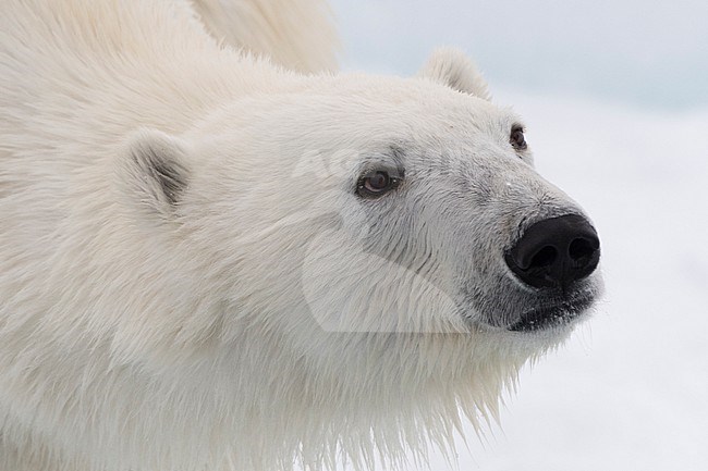 Close up portrait of a polar bear, Ursus maritimus, on the pack ice. North polar ice cap, Arctic ocean stock-image by Agami/Sergio Pitamitz,