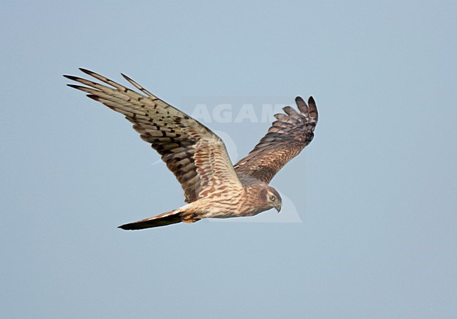 Grauwe Kiekendief, Montagus Harrier, Circus pygargus stock-image by Agami/Reint Jakob Schut,