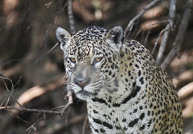 Jaguar (Panthera onca) in the Pantanal, Mato Grosso, Brazil. stock-image by Agami/Laurens Steijn,