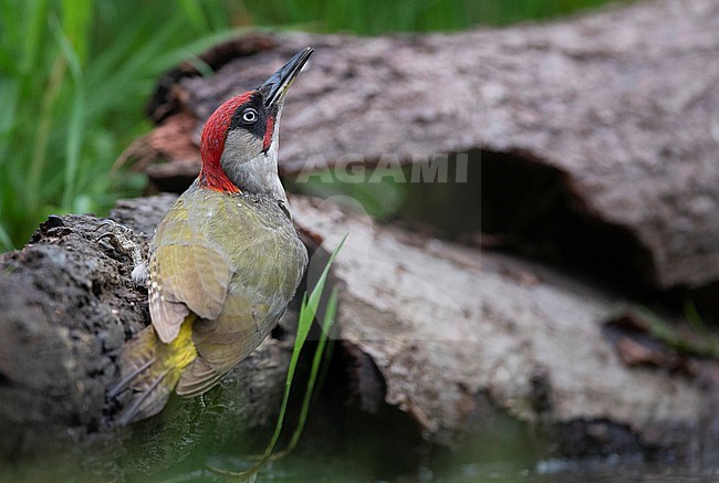 European Green Woodpecker (Picus viridis) in the Netherlands. stock-image by Agami/Han Bouwmeester,