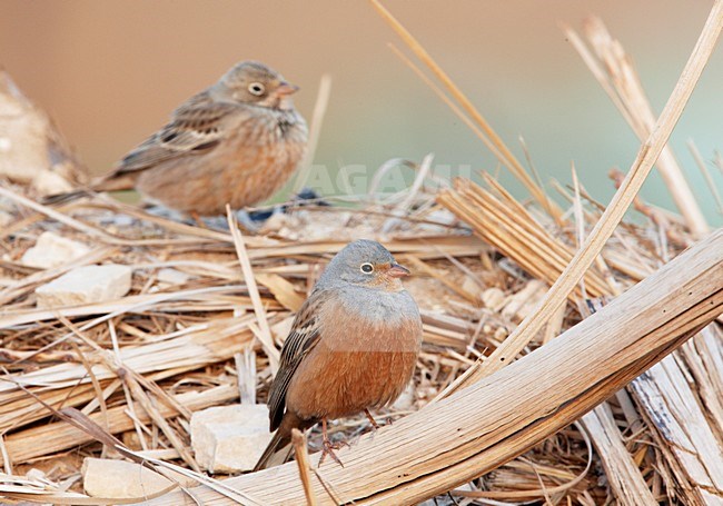 Mannetje Bruinkeelortolaan, Male Cretschmar's Bunting stock-image by Agami/Markus Varesvuo,