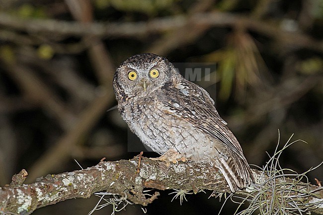 Koepcke's screech owl (Megascops koepckeae) in northern Peru. stock-image by Agami/Pete Morris,