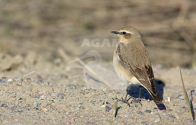 Vrouwtje Tapuit; Female Northern Wheatear stock-image by Agami/Markus Varesvuo,