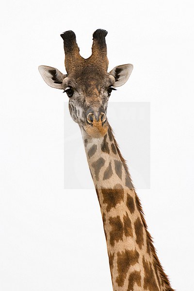 Masai giraffe, Giraffa Camelopardalis Tippelskirchi, Masai Mara National Reserve, Kenya. Kenya. stock-image by Agami/Sergio Pitamitz,