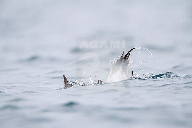 Male Long-tailed Duck (Clangula hyemalis) in winter plumage swimming in a harbor on Varangerfjord peninsula, arctic Norway. Diving for food. stock-image by Agami/Marc Guyt,