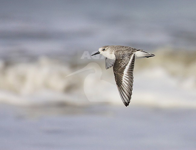 Drieteenstrandloper, Sanderling, Calidris alba stock-image by Agami/Arie Ouwerkerk,