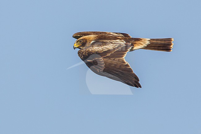 Aquila minore; Aquila pennata; Hieraetus pennatus; Booted Eagle stock-image by Agami/Daniele Occhiato,