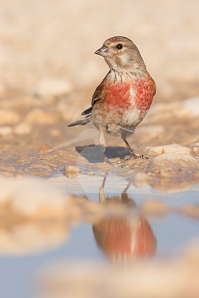 Linnet - BluthÃ¤nfling - Carduelis cannabina ssp. mediterranea, Croatia, adult male stock-image by Agami/Ralph Martin,