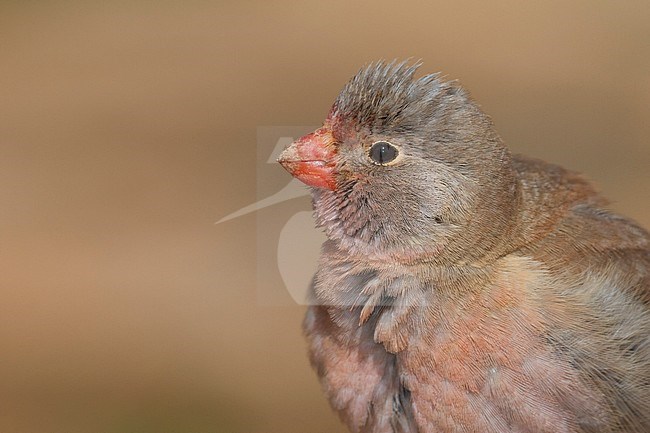 Trumpeter Finch - WÃ¼stengimpel - Bucanetes githagineus ssp. zedlitzi, Morocco stock-image by Agami/Ralph Martin,