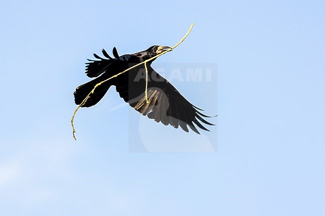  stock-image by Agami/Menno van Duijn,