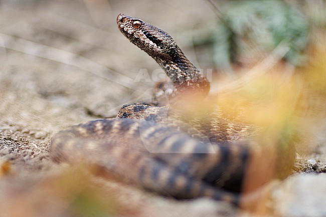 Asp Viper (Vipera aspis aspis) taken the 13/09/2022 at Ristolas - France. stock-image by Agami/Nicolas Bastide,