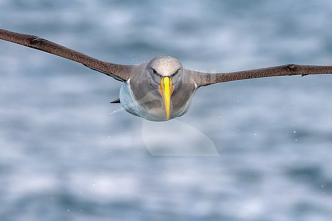 Chatham Albatross (Thalassarche eremita) at sea off the Chatham Islands in New Zealand. Adult flying close on eye-level. stock-image by Agami/Rafael Armada,