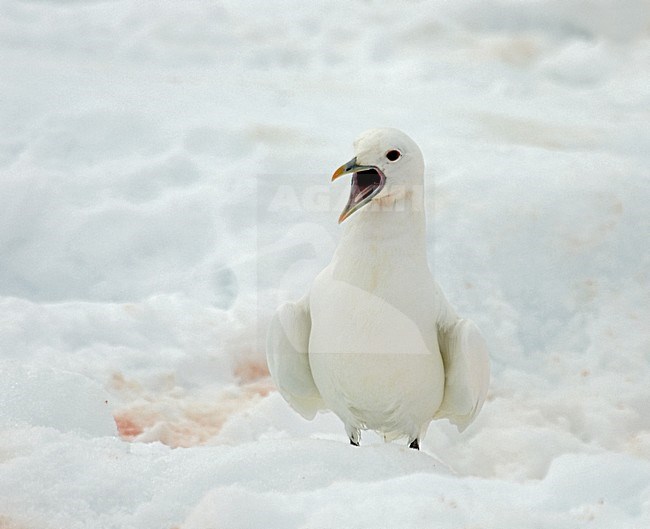 Ivory Gull on ice; Ivoormeeuw op ijs stock-image by Agami/Roy de Haas,
