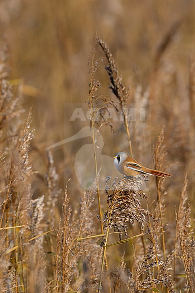 male bearded reedling (Panurus biarmicus) perching in reed, found at Fehmarn at the Baltic Sea in Germany stock-image by Agami/Mathias Putze,