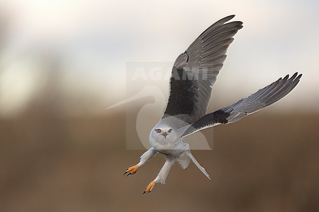 Black-winged Kite (Elanus caeruleus ssp. caeruleus) in flight seen from front, Castilla-La Mancha, Spain stock-image by Agami/Helge Sorensen,