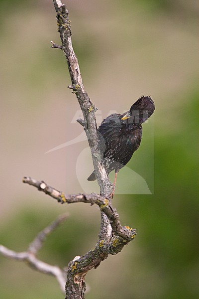 Volwassen Spreeuw in zit; Adult Common Starling perched stock-image by Agami/Marc Guyt,