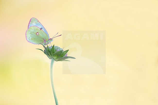 Mountain Clouded Yellow, Colias phicomone stock-image by Agami/Wil Leurs,