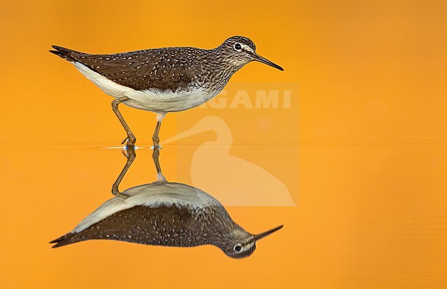 Green Sandpiper (Tringa ochropus) wading in shallow water. With perfect reflection. stock-image by Agami/Daniele Occhiato,