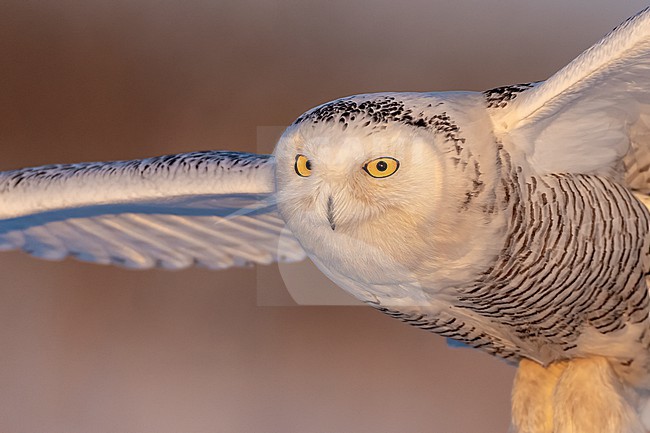 Snowy Owl (Bubo scandiacus) in snow covered landscape in Ontario Canada. stock-image by Agami/Marcel Burkhardt,
