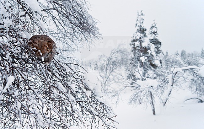 Vrouwtje Korhoen in boom met sneeuw, Black Grouse female in tree with the snow stock-image by Agami/Markus Varesvuo,