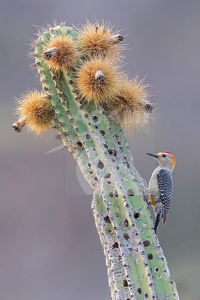 Golden-fronted Woodpecker (Melanerpes aurifrons) in mexico stock-image by Agami/Dubi Shapiro,