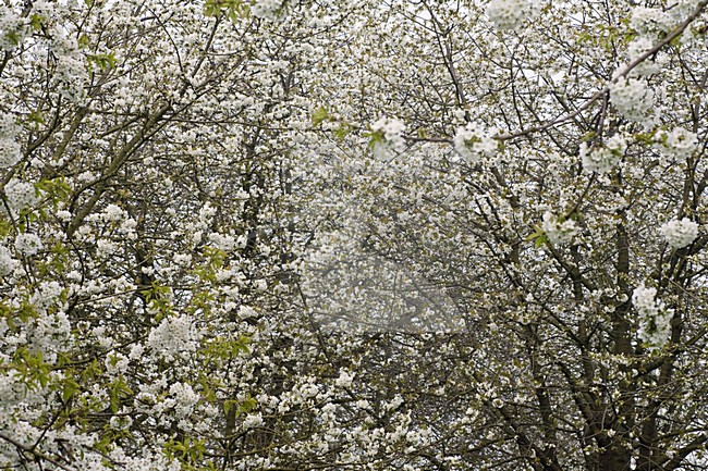 Fruitbomen in de Betuwe; Orchards in the Betuwe stock-image by Agami/Marc Guyt,