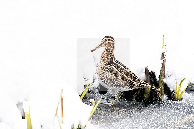 Common Snipe (Gallinago gallinago) trying to survive by feeding at the edge of the ice during a cold period in the Netherlands. stock-image by Agami/Arnold Meijer,