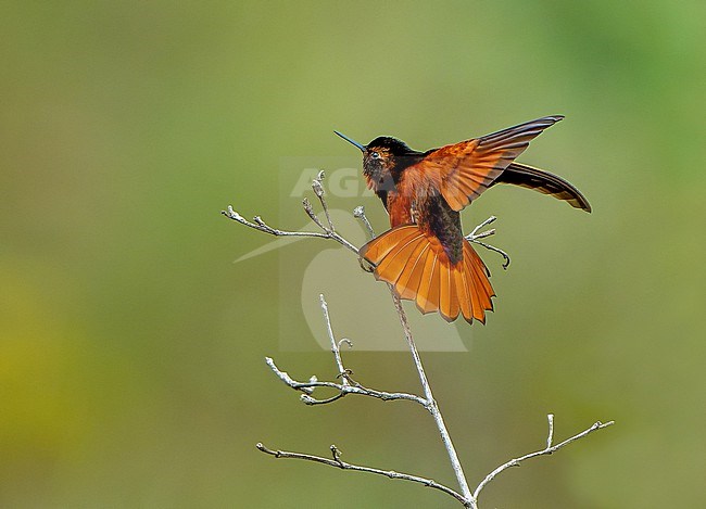 White-tufted sunbeam (Aglaeactis castelnaudii) in Central Peru. stock-image by Agami/Dani Lopez-Velasco,