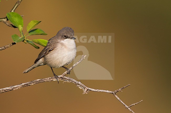Hume's Whitethroat (Sylvia althaea) Tajikistan, adult perched on a branch stock-image by Agami/Ralph Martin,
