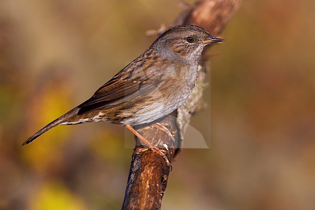 Heggenmus zittend op takje; Dunnock perched on a branch stock-image by Agami/Daniele Occhiato,