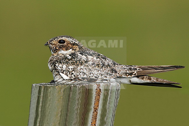 Adult
Galveston Co., TX
April 2008 stock-image by Agami/Brian E Small,