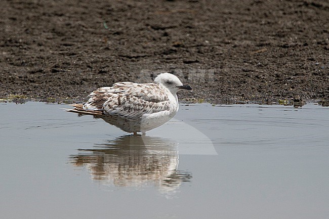 Second calender year Armenian Gull (Larus armenicus) standing in a lake in eastern Turkey. stock-image by Agami/David Monticelli,