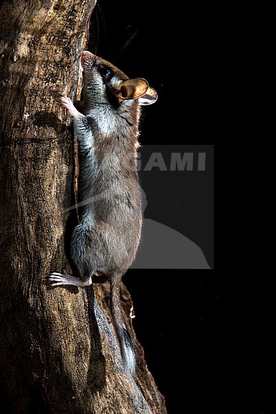 Garden Dormouse (Eliomys quercinus) during the night near Madrid in Spain. stock-image by Agami/Oscar Díez,