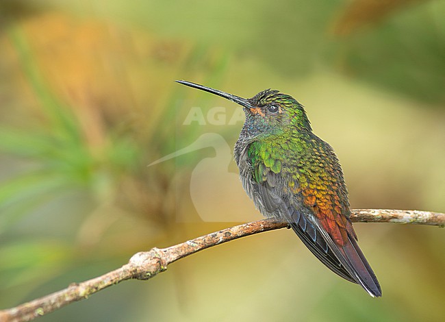 Green-backed Hillstar (Urochroa leucura) perched in San Martin, Peru, South-America. stock-image by Agami/Steve Sánchez,