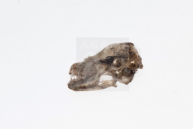 Skull of an Nathusius Pipistrelle stock-image by Agami/Theo Douma,