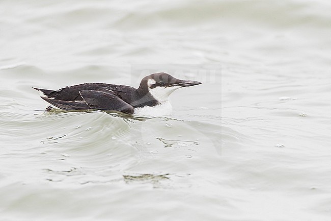Wintering Common Guillemot, Uria aalge, along the Brouwersdam in the Netherlands. stock-image by Agami/Marc Guyt,