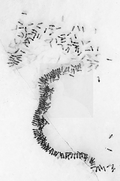 Mieren, Ants stock-image by Agami/Rob de Jong,