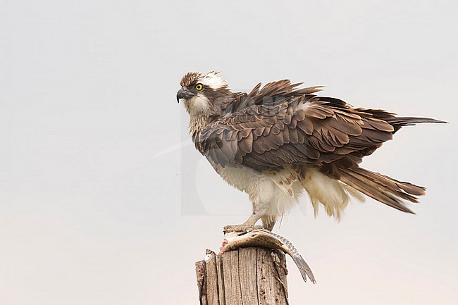 Osprey with a fish prey stock-image by Agami/Han Bouwmeester,