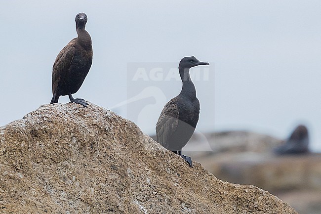 Bank Cormorant (Phalacrocorax neglectus), two individuals perched on a rock, Western Cape, South Africa stock-image by Agami/Saverio Gatto,
