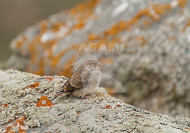 Juvenile Common Linnet (Carduelis cannabina bella) in breeding habitat in Elburz Mountains in Iran stock-image by Agami/Edwin Winkel,
