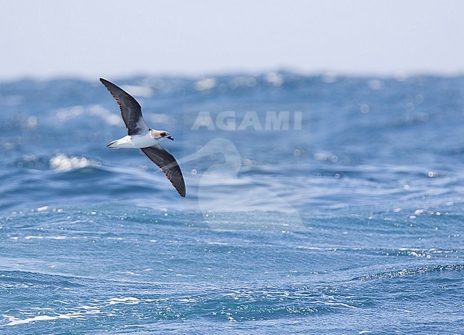 Cape Verde Petrel (Pterodroma feae) flying fast over the Atlantic Ocean off Cape Verde Islands. stock-image by Agami/Dani Lopez-Velasco,