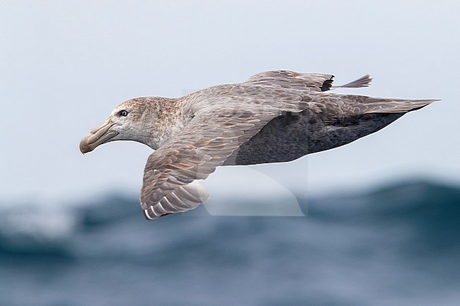 Northern Giant Petrel (Macronectes halli), individual in flight over the sea, Western Cape, South Africa stock-image by Agami/Saverio Gatto,