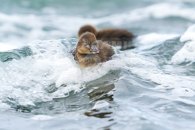 Greater Scaup, Toppereend,  marila ssp. marila, Iceland, duckling stock-image by Agami/Ralph Martin,