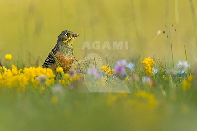 Ortolan Bunting (Emberiza hortulana) in France. stock-image by Agami/Daniele Occhiato,