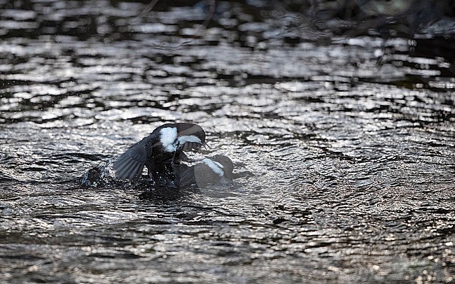 White-throated Dipper (Cinclus cinclus cinclus) two birds fighting in the water in a creek at Rådvad, Denmark stock-image by Agami/Helge Sorensen,